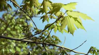 So this year, at least, the tree
will once more produce its leaves. - The Green Planet