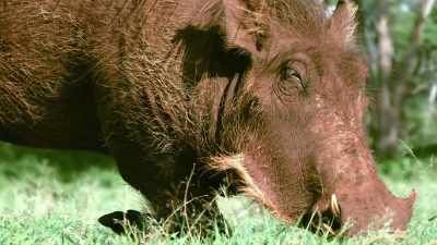 So you're telling these
animals not to run away from predators? - Absurd Planet