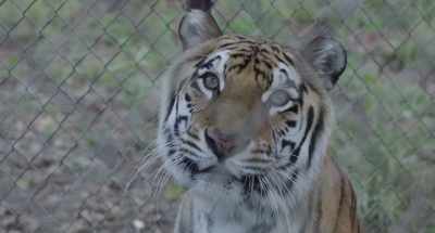 [sobbing continues] - The Tiger Rising