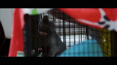 Socialization is a window
of time to introduce the cat - Cat Daddies