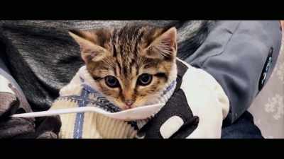 Socialization involves
spending several hours a day - Cat Daddies