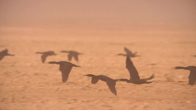 Socotran cormorants, - Our Planet