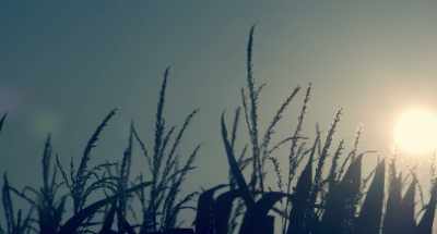 (soft music) - Van Gogh: Of Wheat Fields and Clouded Skies