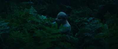 - (soft pensive music playing)
- (branches snapping) - The Animal Kingdom