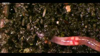 Soil should be teeming with life. - Extinction: The Facts