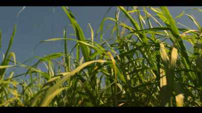 (solemn music)
(cane rustling) - Black Snow