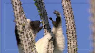 Solitary creatures must survive - When Nature Calls with Helen Mirren