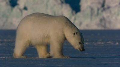 Solitary polar bears can be highly aggressive. - Earth at Night in Color