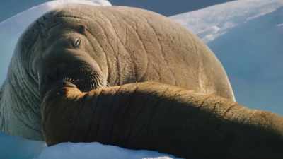 Solving these problems together
helps create a bond so strong - Blue Planet II