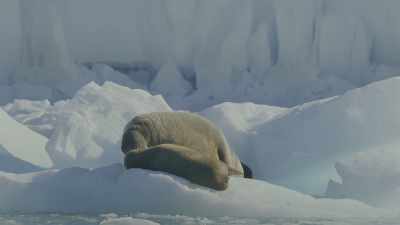 Solving these problems together
helps create a bond so strong - Oceans: Our Blue Planet