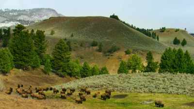 Some 5,000 bison now roam Yellowstone. - Our Great National Parks