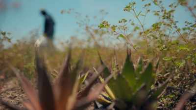 Some agave can take
over 30 years to mature. - Eva Longoria: Searching for Mexico