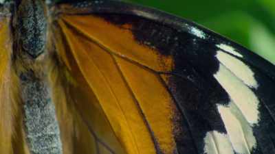 Some animals also use
colours to hide. - Attenborough's Life in Colour