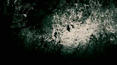 SOME ANIMALS, LIKE SNAKES,
CAN DETECT THE INFRARED, - Expedition Mungo