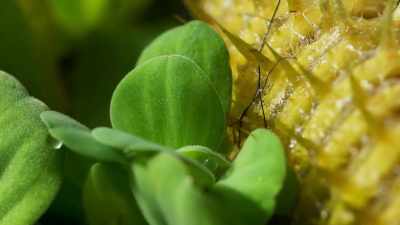 Some are crushed, - The Green Planet