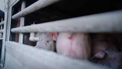 Some are more scared than the others, - Pignorant