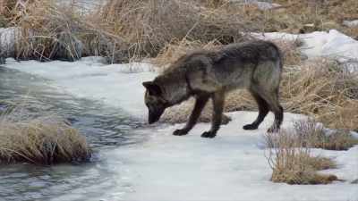Some are returning from long
journeys away from the park, - Yellowstone: One-Fifty