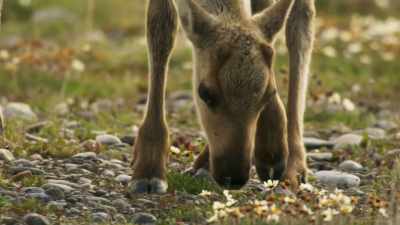Some are too exhausted
to take another step. - Frozen Planet II