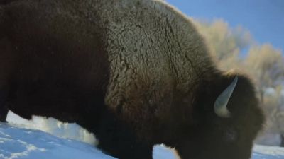 Some can't keep up. - Big Beasts