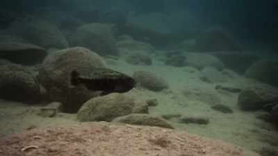 Some cichlid super-moms - Super/Natural