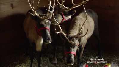 Some couples are just meant
to be, huh? - Northern Lights of Christmas