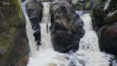 Some crash into the rocks, - Wild Isles