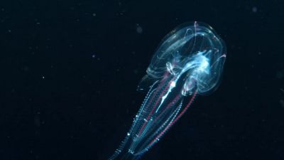 Some creatures live entirely in this hidden world. - Earth at Night in Color