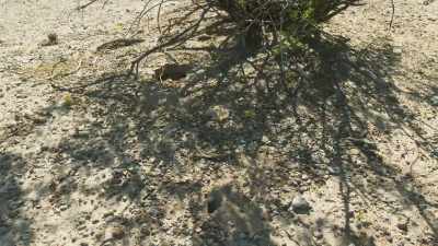 Some deserts can be so dry
that plants must find techniques - The Green Planet