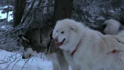 Some dogs are a little
scared with loud devices, - Life Below Zero: Next Generation