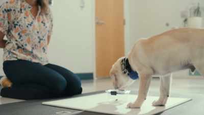 Some dogs, they realize,
"I can't get that thing open," - Inside the Mind of a Dog