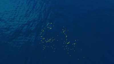 Some drifted
right across the Pacific Ocean, - Blue Planet II