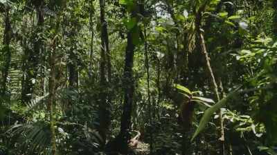 Some feed on dead plants. - The Green Planet