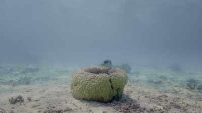 Some fish are much cleverer
than we ever thought. - Oceans: Our Blue Planet