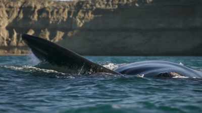 Some have been coming here
for five decades... - Planet Earth III