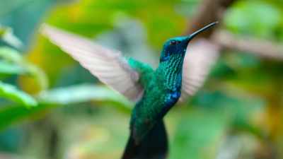 Some have daggerlike bills and even teeth. - Tiny World