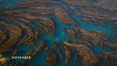 'Some have swum up to 4,000 miles - A Year on Planet Earth