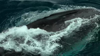 Some humpbacks regularly work in an even more coordinated way. - Our Planet