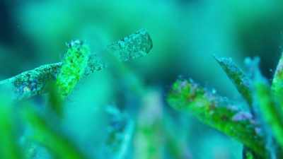 Some, like these elegantly
camouflaged pipe fish, - The Green Planet