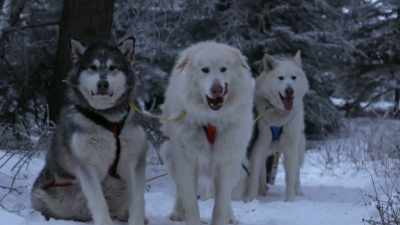 Some new sled dogs, if you
introduce them to this stuff - Life Below Zero: Next Generation