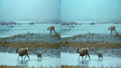 Some of these calves are just a week - To the Arctic