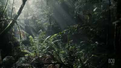 Some of these forests
have barely changed - David Attenborough's Tasmania