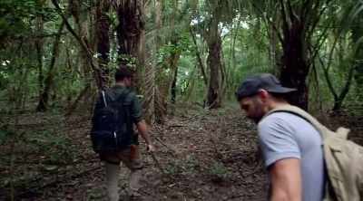 - Some of these
palm fronds - Kings of Pain