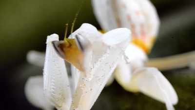 Some orchid mantises
are even cannibalistic, - Absurd Planet