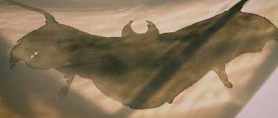 Some people will see Mothman, - The Mothman Legacy