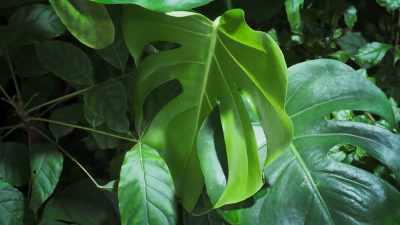 Some plants,
like this monstera, - The Green Planet