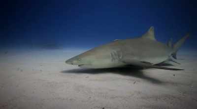 Some scientists have a
radical theory about why a - Shark Attack Files