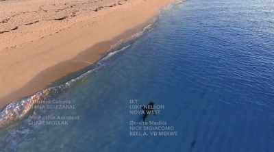 Some sharks are coming
closer to shore. - Shark Attack Files