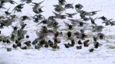 Some starlings live here
all year round, - Wales: Land of the Wild