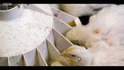 Some supermarkets and some
manufacturers are starting to shift, - Extinction: The Facts