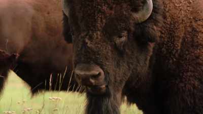 Some women painted their faces
with buffalo grease - The American Buffalo